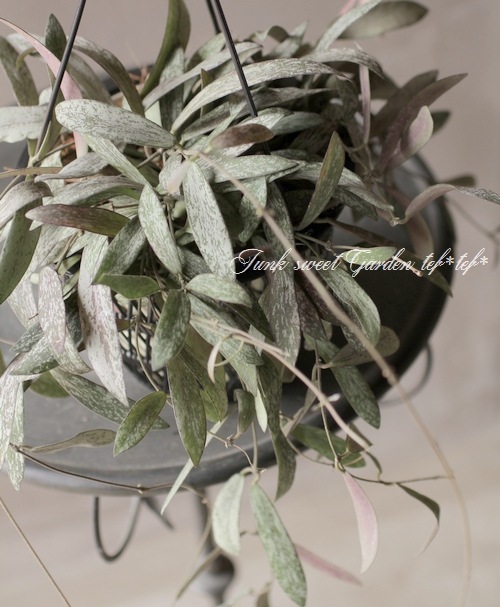 �ڴ��տ�ʪ�� �ۥ䡡�إ�����ƥ����١إ�����󥵥��١���������