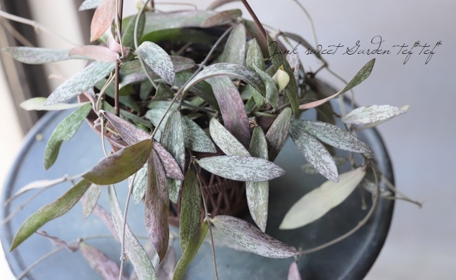 �ڴ��տ�ʪ�� �ۥ䡡�إ�����ƥ����١إ�����󥵥��١���������