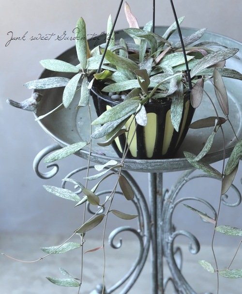 専用 ＊ ホヤ ＊ Hoya ＊ ラティシルバー ＊2株 専用 ＊ ホヤ ＊ Hoya ＊ ラティシルバー ＊2株 シギラティスシルバー