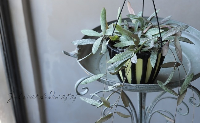 �ڴ��տ�ʪ�� �ۥ䡡�إ�����ƥ����١إ�����󥵥��١���������