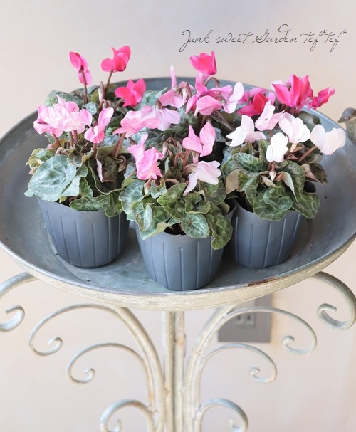 ガーデンミニシクラメン 『クレヨン』 MIX | すべての商品 | | Junk