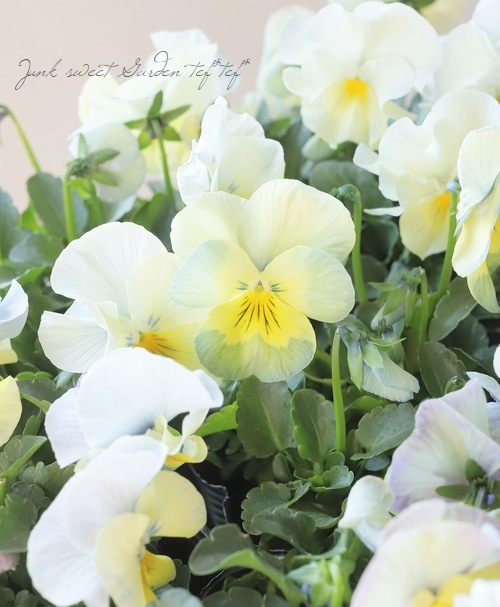 ���ե��ѥ󥸡����إ��ꥹ����ޡ��ᥤ�ɡ�