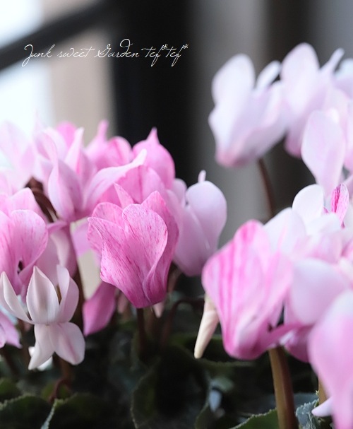 ガーデンミニシクラメン 『クレヨン』 MIX | すべての商品 | | Junk