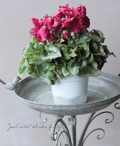 シクラメン ひらりシリーズ 『ワインレッド二重』 赤ぶどう系 | すべて