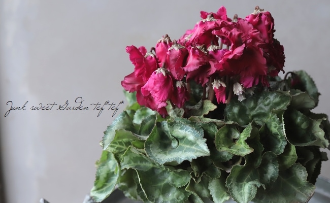 まつのり　シクラメン　セット ひらり® シリーズ｜シクラメン（種子系）｜花卉種苗｜畑作園芸分野