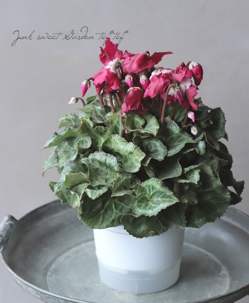 シクラメン ひらりシリーズ 『ワインレッド二重』 赤ぶどう系 | すべて