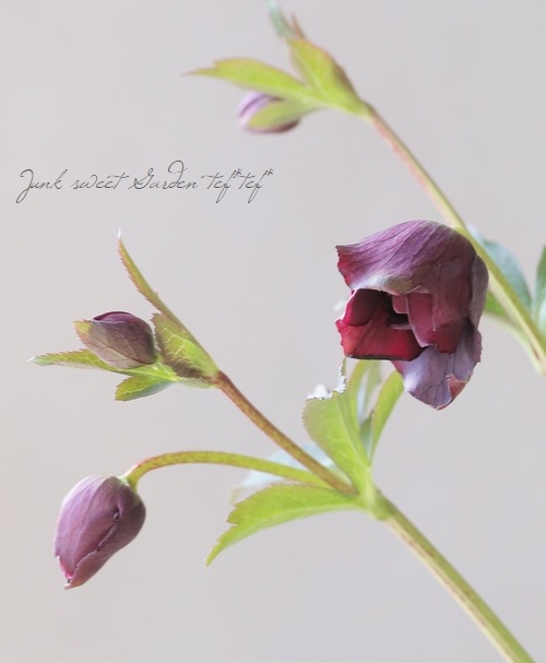 広瀬園芸さん】 クリスマスローズ 『クレオパトラ』 No.10 | すべての