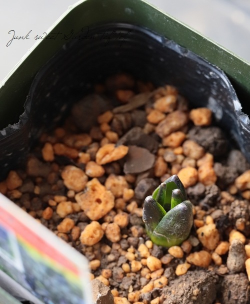 �ҥ䥷�󥹡��إ������ǥ���󥷥��١�