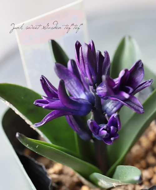 �ҥ䥷�󥹡��إ������ǥ���󥷥��١�