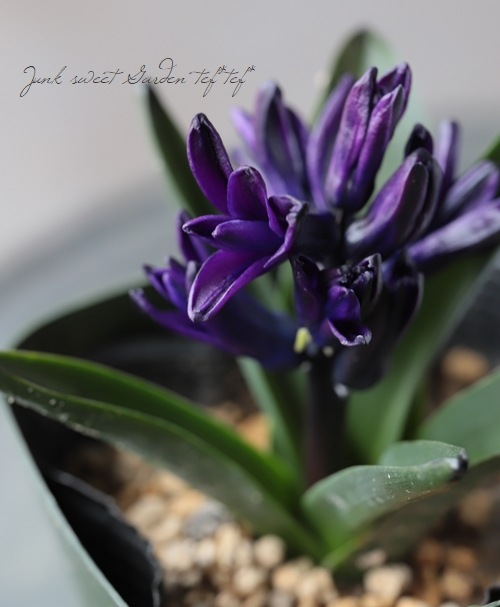 �ҥ䥷�󥹡��إ������ǥ���󥷥��١�