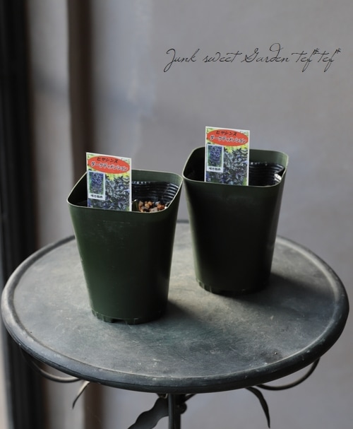 �ҥ䥷�󥹡��إ������ǥ���󥷥��١�