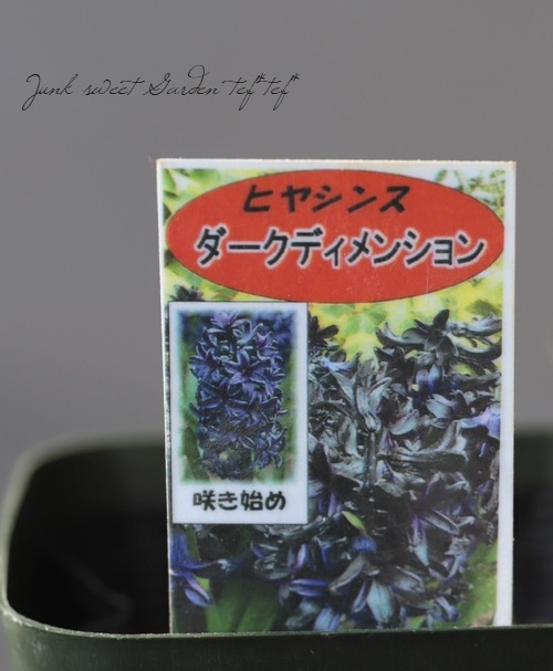 �ҥ䥷�󥹡��إ������ǥ���󥷥��١�