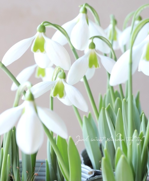 大輪スノードロップ・ガランサス 『イヴォンヌ・ヘイ』 シルバーリーフ