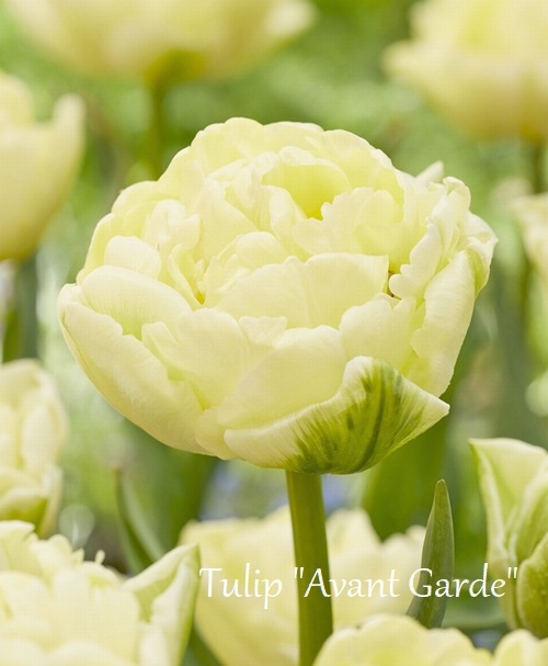 ڵ庬 Ȭź餭塼åסإ󥮥ɡ