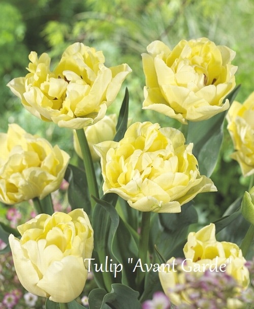 ڵ庬 Ȭź餭塼åסإ󥮥ɡ