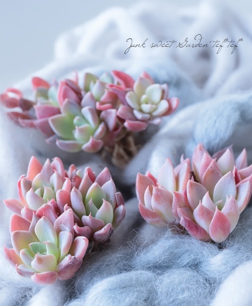 ��¿����ʪ�ۡ��إ�������ա١������٥ꥢ°