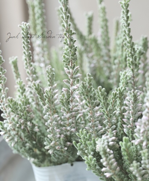 ���ե��롼�ʡ��إ��奨��ɥ��åץ����ץ���ʡ�