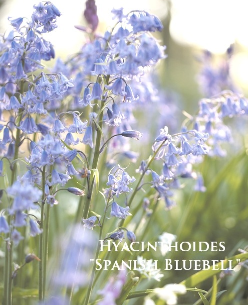 �ڵ庬�� �ҥ䥷�󥽥��ǥ����إ��ѥ˥å��塦�֥롼�٥��