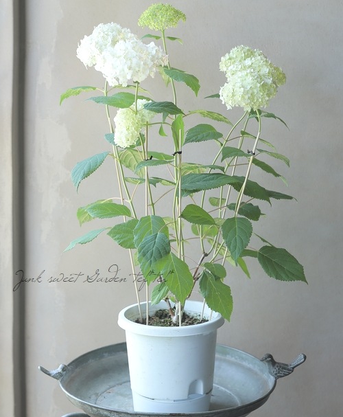 ʼ۲֥ʥ٥롡إ롦ޥ˥ե١սߤ10off