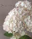 ʼ۲֥ʥ٥롡إ롦ޥ˥ե١սߤ10off