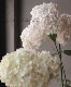 ʼ۲֥ʥ٥롡إ롦ޥ˥ե١սߤ10off