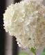 ʼ۲֥ʥ٥롡إ롦ޥ˥ե١սߤ10off