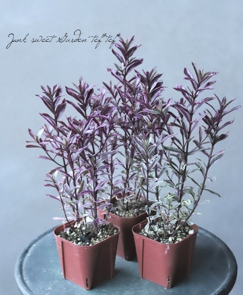 �ء��١��إ����������٥��