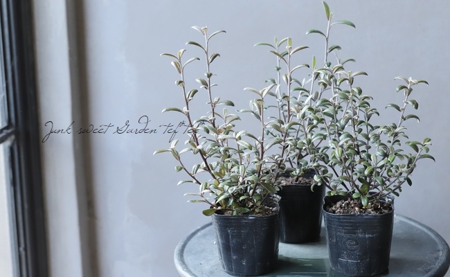 �������������꡼�֥꡼�ա��إե����ƥåɥ��祳�졼�ȡ�