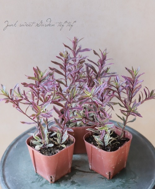 �ء��١��إ����������٥��