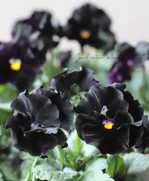 ○佐藤さん育種・個性派パンジー 『シュヴァリエ・ドゥ・リュンヌ