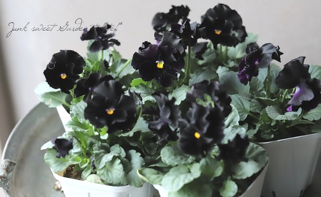 ○佐藤さん育種・個性派パンジー 『シュヴァリエ・ドゥ・リュンヌ