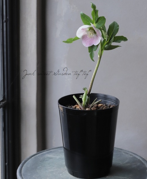 クリスマスローズ 『ピンクスポットシングル』 【No.L】 | すべての