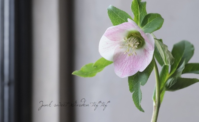 クリスマスローズ 『ピンクスポットシングル』 【No.L】 | すべての