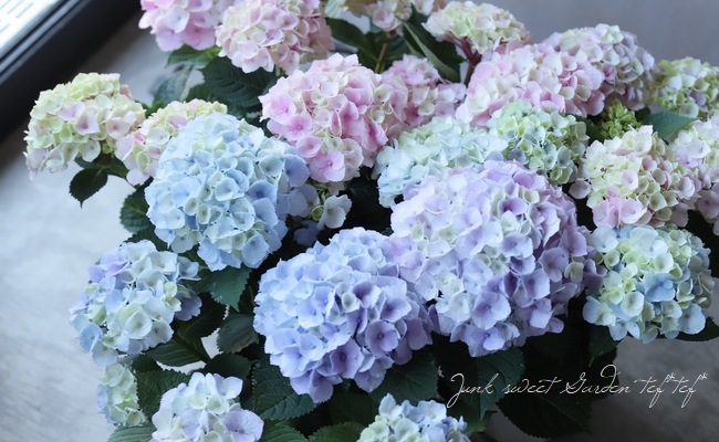 紫陽花 『マーブルソーダ』 お色いろいろ | すべての商品 | | Junk