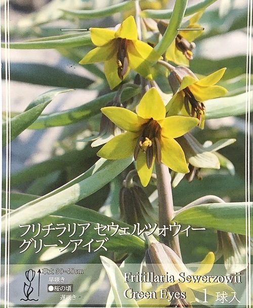 ڿߺѡۥեꥢĥ إ꡼󥢥