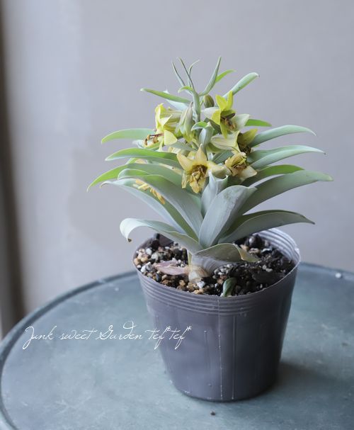 ڿߺѡۥեꥢĥ إ꡼󥢥