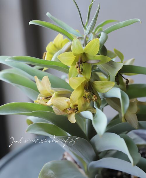 ڿߺѡۥեꥢĥ إ꡼󥢥