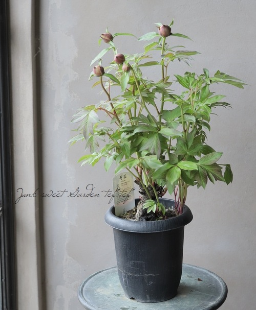 進化したハイブリット芍薬 『コーラルイス』 | すべての商品 | | Junk