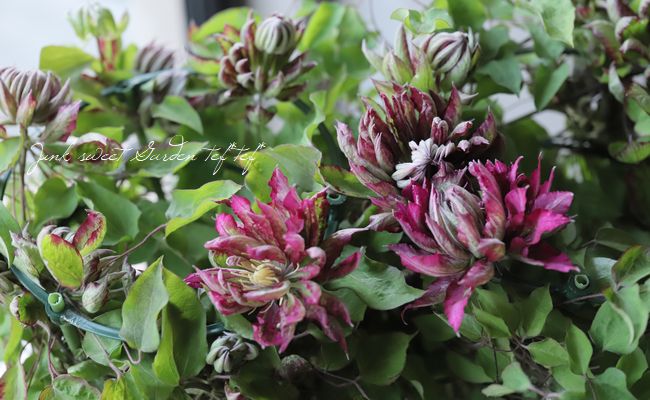 クレマチス ベルオブウォーキング 花炎 2品種mix植え すべての商品 Junk Sweet Garden Tef Tef