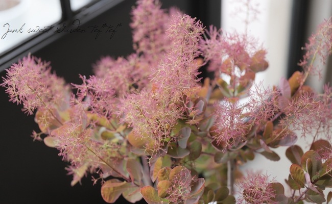 スモークツリー 『マゼンタ』 【21】 | すべての商品 | | Junk sweet