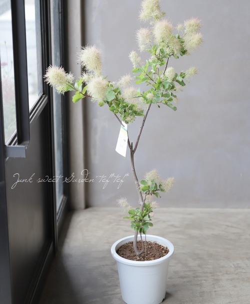 スモークツリー 『ホワイトファー』 【178】 | すべての商品