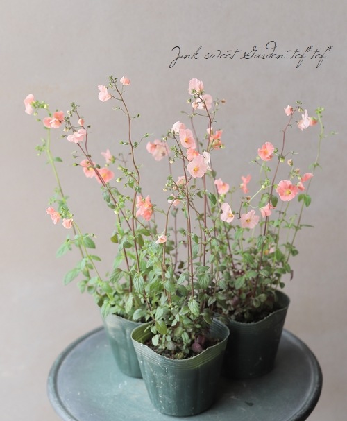 アロンソア シェルピンク 花苗 ポットごと アロンソア 『シェルピンク』 | すべての商品 | | Junk sweet Garden