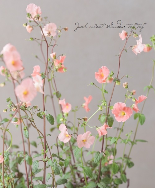 アロンソア 『シェルピンク』 | すべての商品 | | Junk sweet Garden