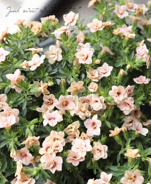 Ȭ�ź餭������֥饳�����ƥ��ե��������֥롡����ƥ��������꡼�� No.4