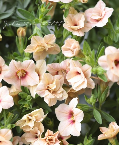 Ȭ�ź餭������֥饳�����ƥ��ե��������֥롡����ƥ��������꡼�� No.4