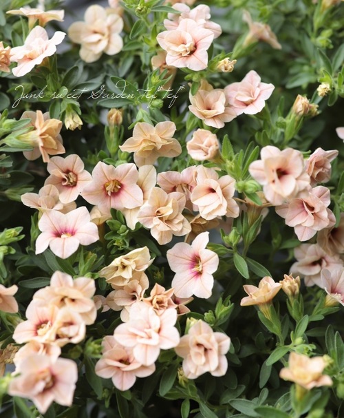 Ȭ�ź餭������֥饳�����ƥ��ե��������֥롡����ƥ��������꡼�� No.4