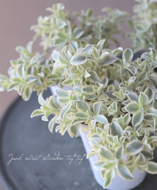 向日葵みたいなヘリクリサム ランダム9輪 ヘリクリサム属 (分類, 特徴, 分布, 画像)