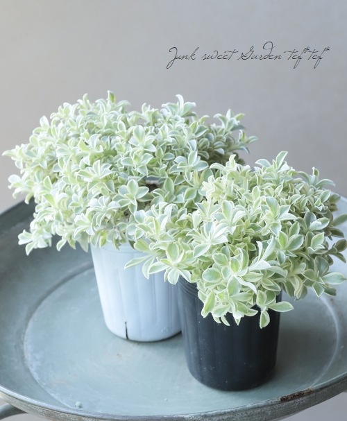 斑入りヘリクリサム 『ホワイトフェリー』 『コニーエトワール