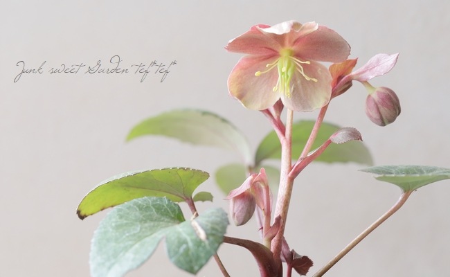 松村園芸・カラーリーフのクリスマスローズ 『Aタイプ』 | すべての