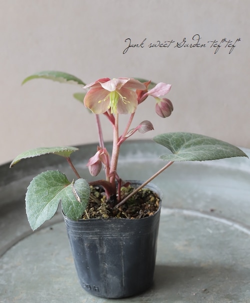 ローズ様 大和園】 クリスマスローズ 『ダブルアンティークピンク』 【No.10